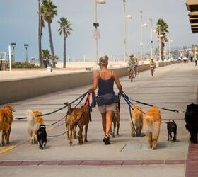 dog daycare or dog walker which one should you choose
