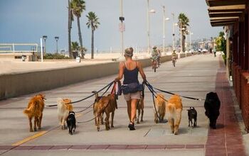 Dog Daycare or Dog Walker: Which One Should You Choose?