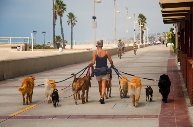 dog daycare or dog walker which one should you choose