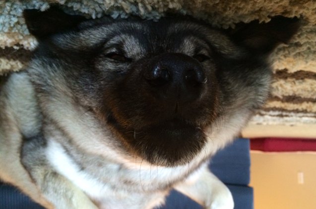 upside down dog of the week dakota