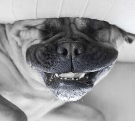 Upside Down Dog Of The Week – Alex