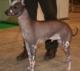 Peruvian inca hairless hot sale dog for sale