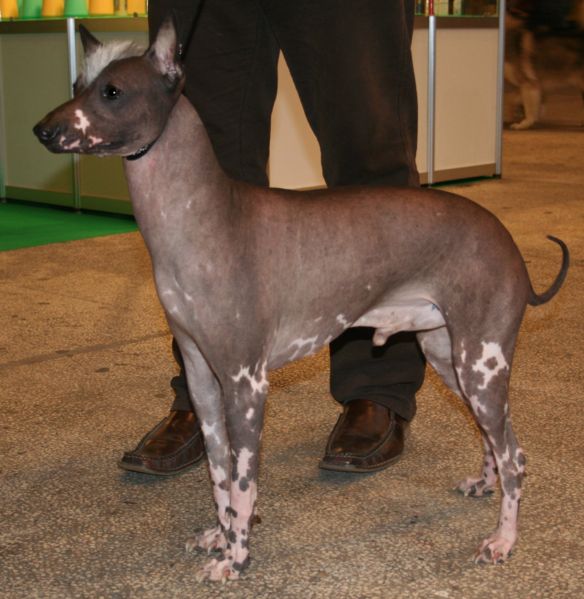 Peruvian Inca Orchid Dog Breed Information and Pictures - PetGuide ...