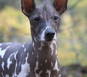 Peruvian inca 2024 hairless dog