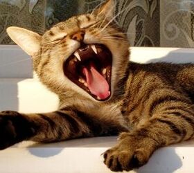 Cleaning Cat Teeth: A Guide to Dental Care for Cats