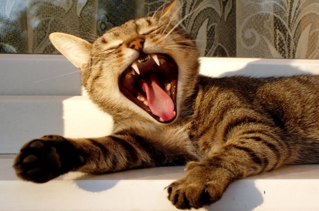 cleaning cat teeth a guide to dental care for cats