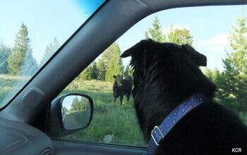 On The Road Again: Basic Car Etiquette For Well Behaved Dog Trippers