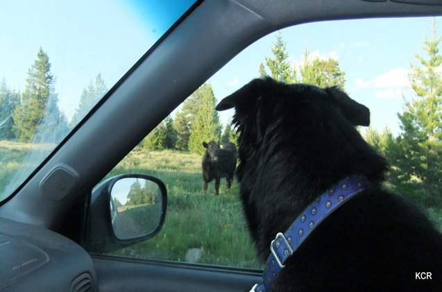 on the road again basic car etiquette for well behaved dog trippers