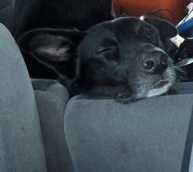 on the road again basic car etiquette for well behaved dog trippers