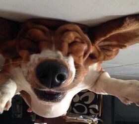 upside down dog of the week nikita