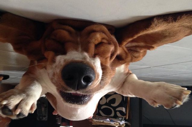 upside down dog of the week nikita