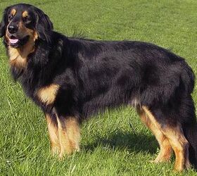 Hovawart Dog Breed Information Pictures - PetGuide | PetGuide
