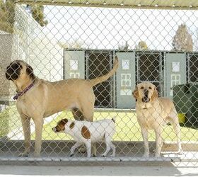 pros and cons dog boarding kennels vs in home boarding