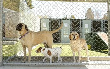 Pros And Cons: Dog Boarding Kennels Vs. In-Home Boarding