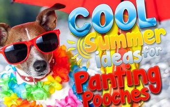 Cool Summer Ideas For Panting Pooches