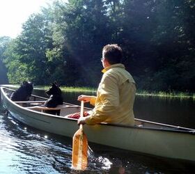 5 Pet Portaging Tips For Canoeing With Your Dog