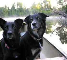 5 pet portaging tips for canoeing with your dog