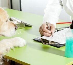 Dog Insurance Rates: What You Need To Know Before You Buy