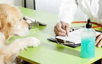 Dog Insurance Rates: What You Need To Know Before You Buy