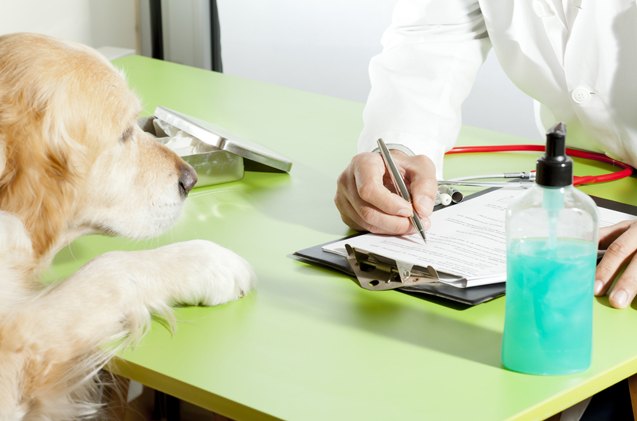 dog insurance rates what you need to know before you buy
