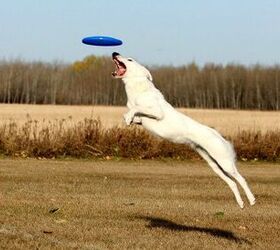 5 High-Flying Disc Dogging Tips From A Pro