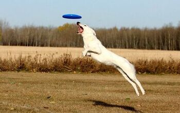 5 High-Flying Disc Dogging Tips From A Pro