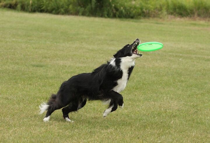 5 high flying disc dogging tips from a pro