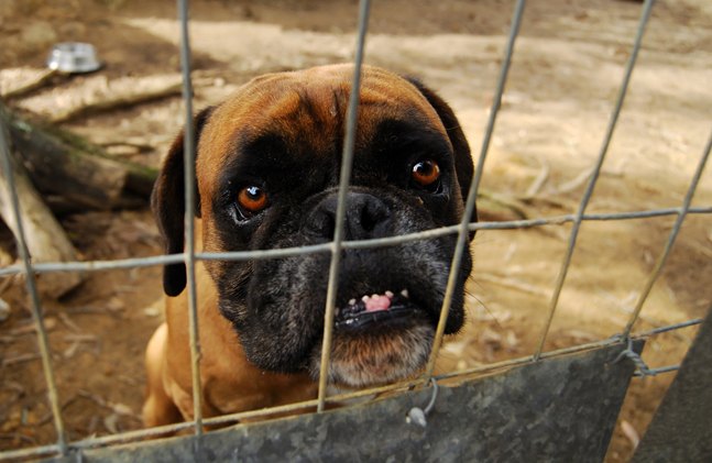 7 ways a shelter dog can improve your life