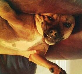 Upside Down Dog Of The Week – Chuck