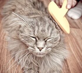 drop dead gorgeous cat grooming basics you need to know