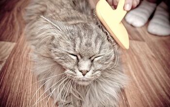Drop Dead Gorgeous: Cat Grooming Basics You Need To Know