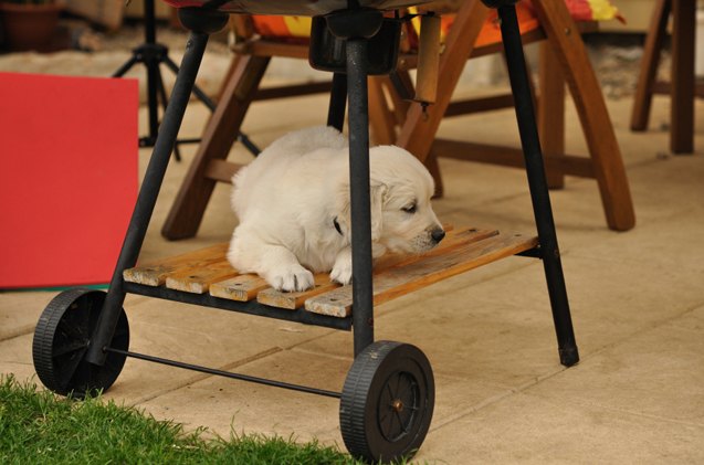 how to dog proof your outdoor barbecue