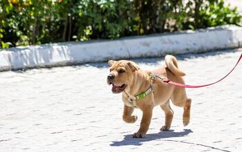 Teaching Your Puppy To Walk On A Leash