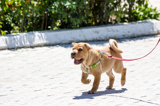 teaching your puppy to walk on a leash