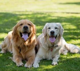 What is Hypothyroidism in Dogs?