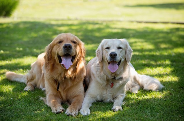 what is hypothyroidism in dogs