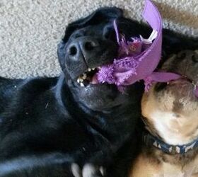 Upside Down Dogs Of The Week – Rouge and Charlee