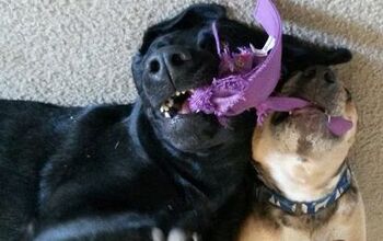 Upside Down Dogs Of The Week – Rouge and Charlee