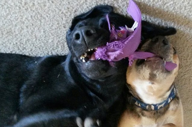 upside down dogs of the week rouge and charlee