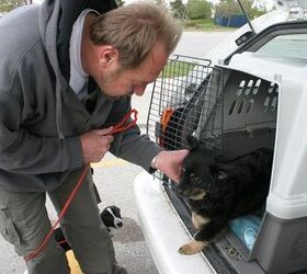 Transport To Freedom: Going Behind The Scenes Of Dog Transport