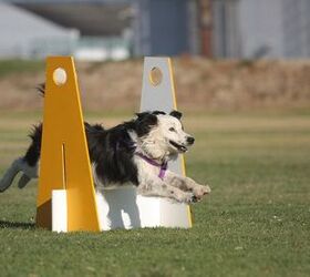 The Superdog Guide To Flyball