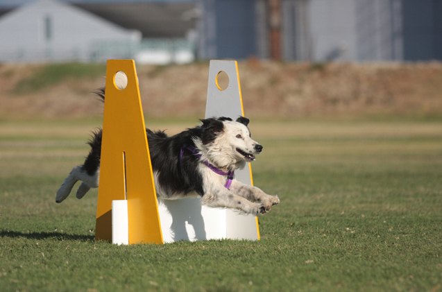 the superdog guide to flyball