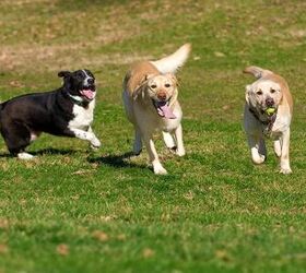How Do You Know If Dog Daycare Is Safe?