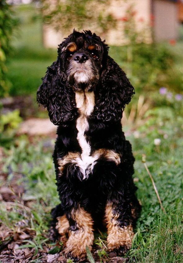 American Cocker Spaniel Dog Breed Information and Pictures - PetGuide ...