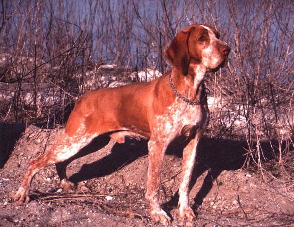 Are Bracco Italianos Good Apartment Dogs