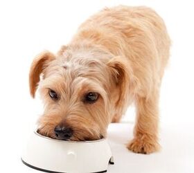 Dry Vs. Wet Dog Foods: Which Is The Right Choice? Part 3