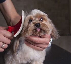 The Importance Of Grooming Your Dog Regularly