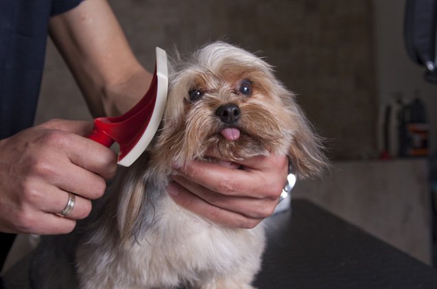 the importance of grooming your dog regularly