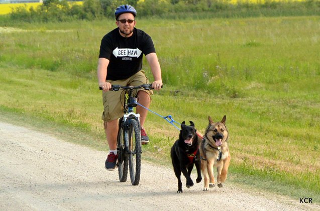 Product Review: The TugNTow Mushing Rig | PetGuide