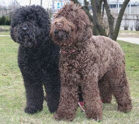 how often should you walk your barbet puppy